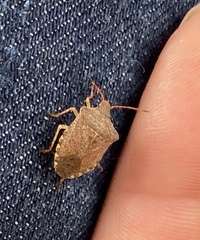 Euschistus conspersus