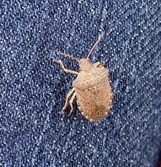 Euschistus conspersus