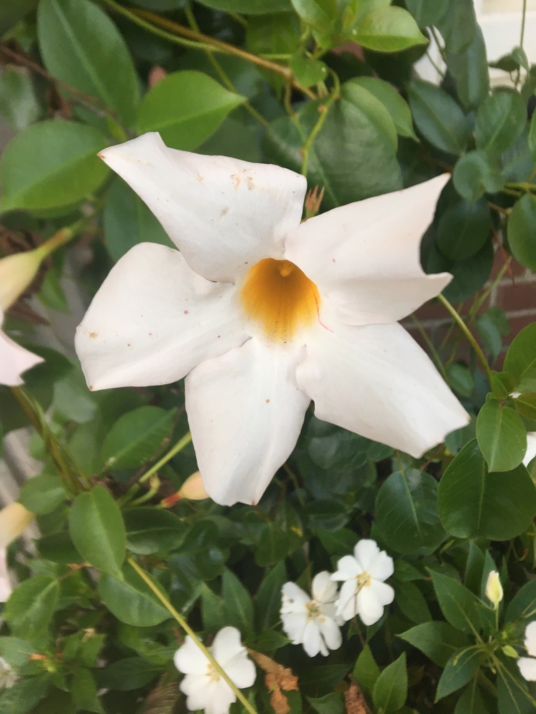 Mandevilla boliviensis