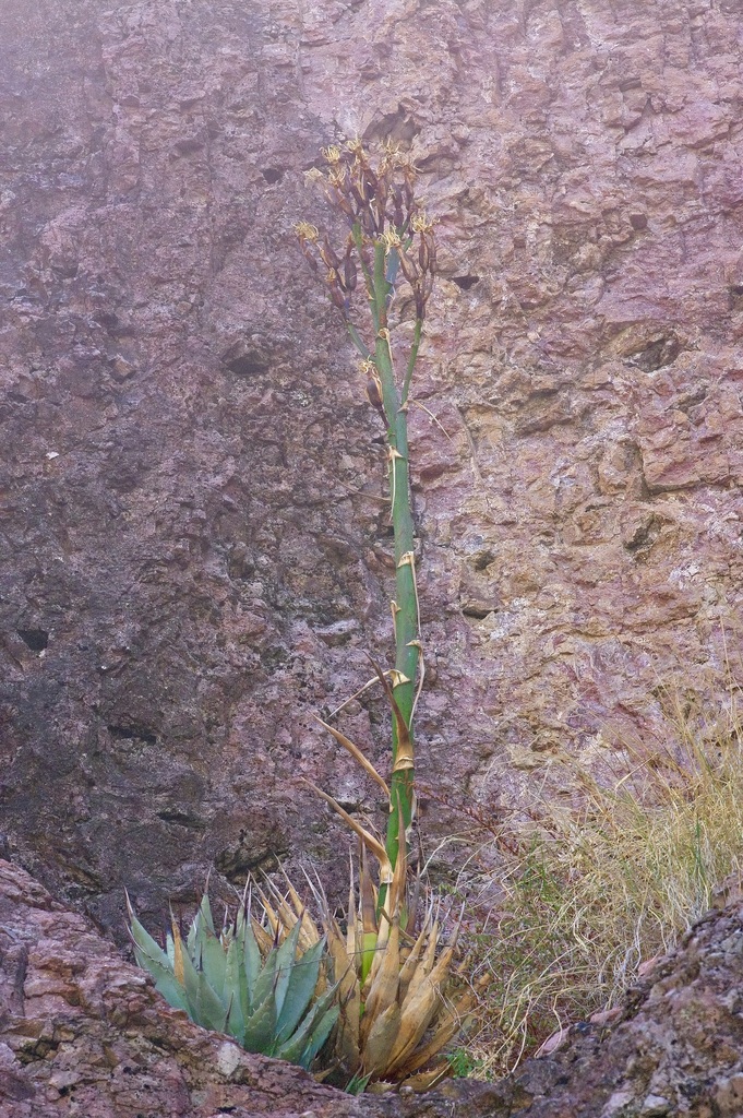 Agave chihuahuana Trel.