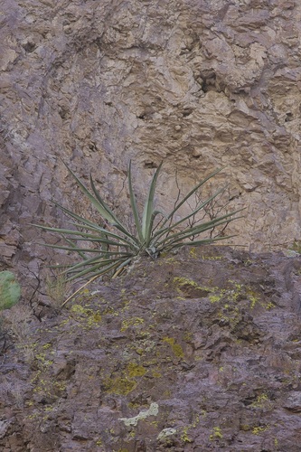 Yucca baccata