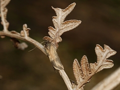Leistomorpha brontoscopa