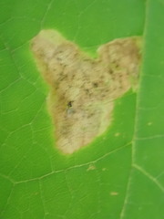 Amauromyza pleuralis