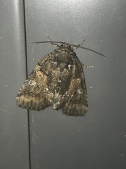 Chytonix sensilis