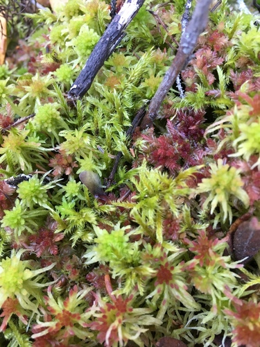 Tomentypnum falcifolium