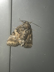 Chytonix sensilis