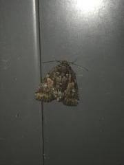 Chytonix sensilis