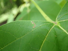 Amauromyza pleuralis