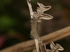 Leistomorpha brontoscopa