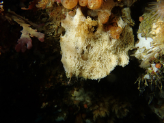 Amblyosyllis