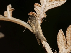 Leistomorpha brontoscopa