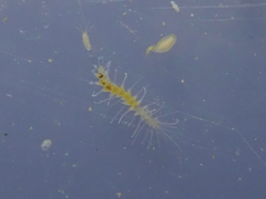 Amblyosyllis