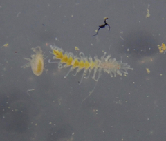 Amblyosyllis