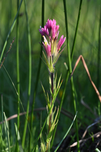 Lassen Paintbrush (Castilleja lassenensis)