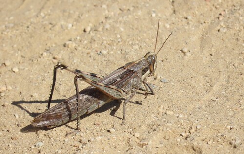 iNaturalist observation photo of Gray Bird Grasshopper