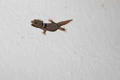 Sphaerodactylus glaucus