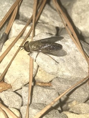 Tabanus zythicolor