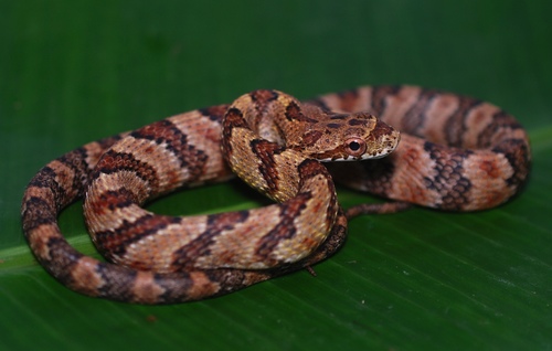 Puffing Snake