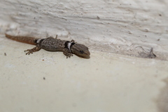 Sphaerodactylus glaucus