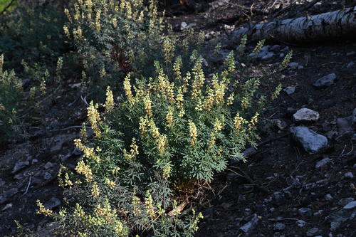 Narrowflower Lupine (Lupinus angustiflorus)