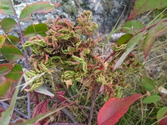 Eriophyes rhoinus