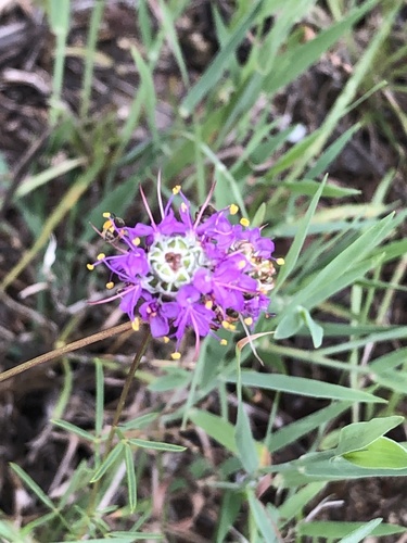 Compact Prairie Clover (Dalea compacta)