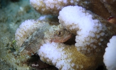 Sebastapistes ballieui