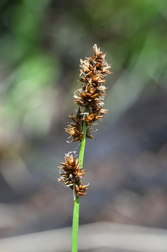Carex nervina, 2025-07-12