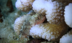 Sebastapistes ballieui