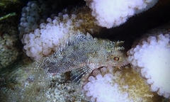 Sebastapistes ballieui