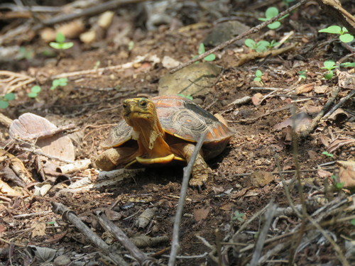 Mexican Spotted Terrapin