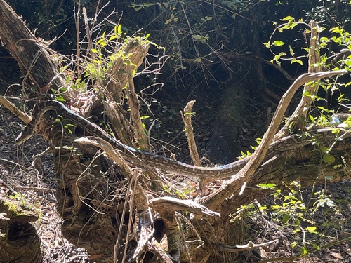 Coastal Carpet Python sighting