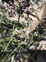 Burchardia umbellata