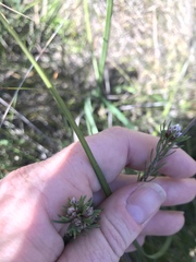 Pultenaea dentata