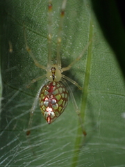 Thwaitesia margaritifera