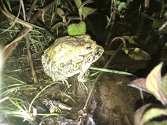 Incilius porteri