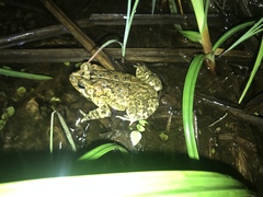 Incilius porteri