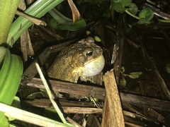 Incilius porteri