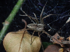 Dendrolycosa robusta