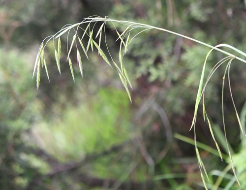 Nodding Brome (Bromus anomalus)