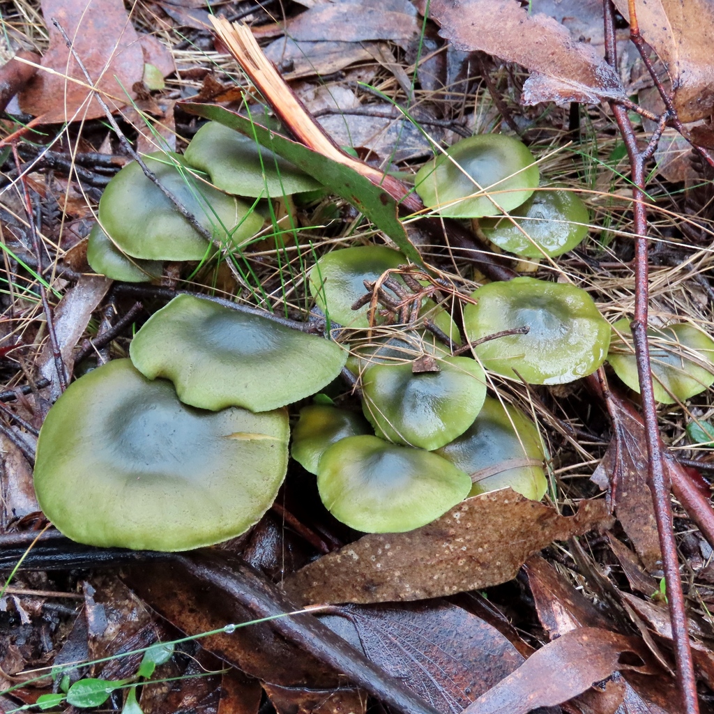Cortinarius austrovenetus · July 2025 · photo: © cygnet (iNaturalist, cc-by)