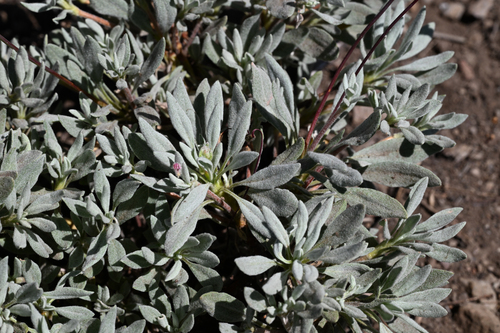 Eriogonum spectabile