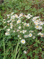 Symphyotrichum pilosum pilosum