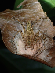 Hamadruas hieroglyphica