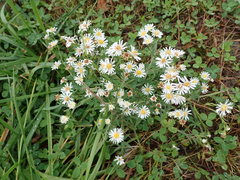Symphyotrichum pilosum pilosum