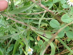 Symphyotrichum pilosum pilosum