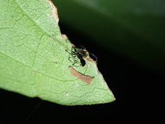 Chikunia nigra