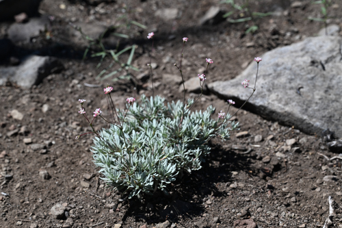 barron's buckwheat (Eriogonum spectabile)