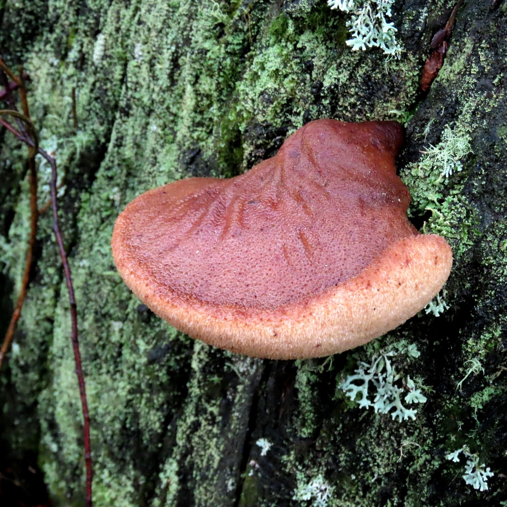 Fistulina spiculifera