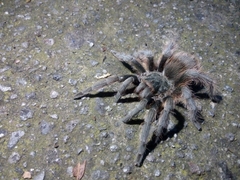 Dugesiella anitahoffmannae